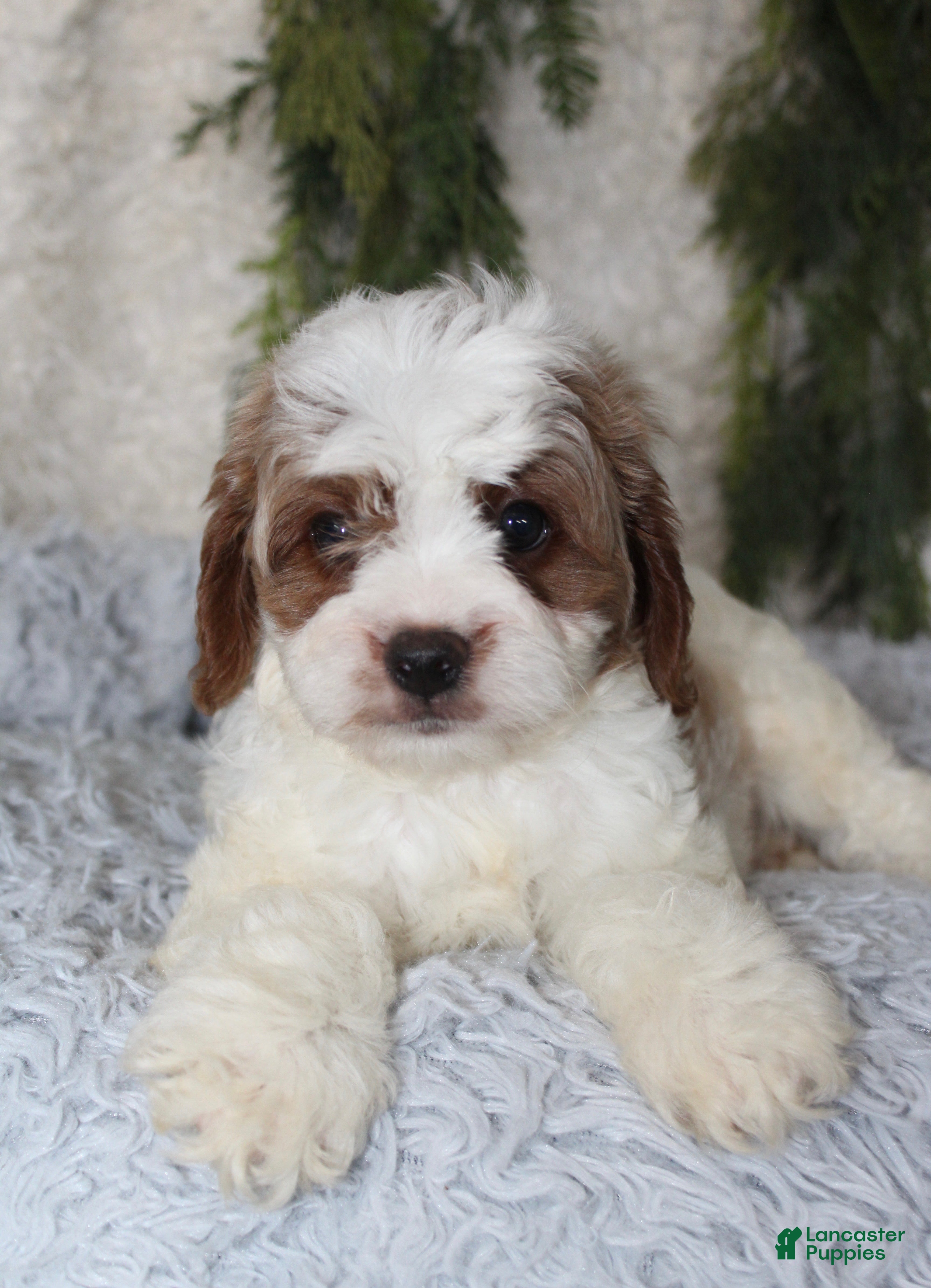 Cavapoo dogs Cavapoo 1 - Ad 26