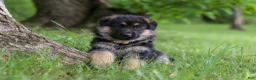 German Shepherd dogs for sale: German Shepherd 3 - Ad 3