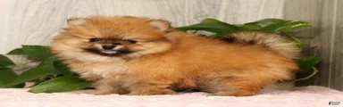 Cinnamon