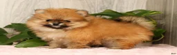 Pomeranian dogs for sale: Cinnamon - Ad 1