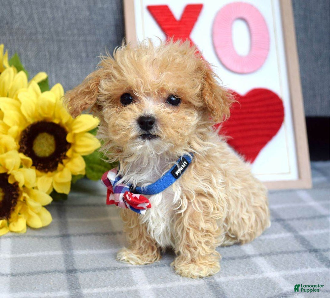 Maltipoo dogs for sale: Axel - Ad 14