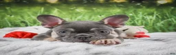 French Bulldog dogs for sale: Lucky - Ad 12