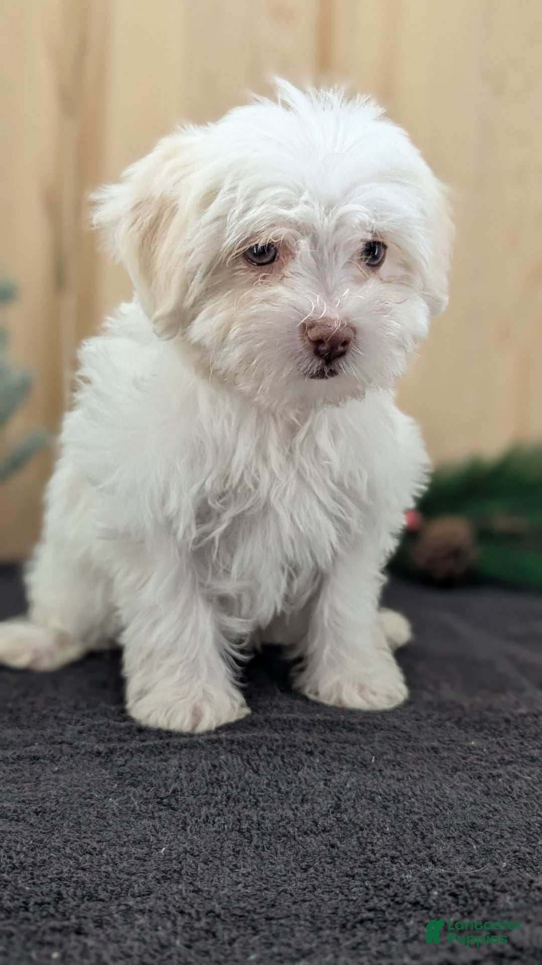 Havanese dogs for sale: Mya - Ad 6
