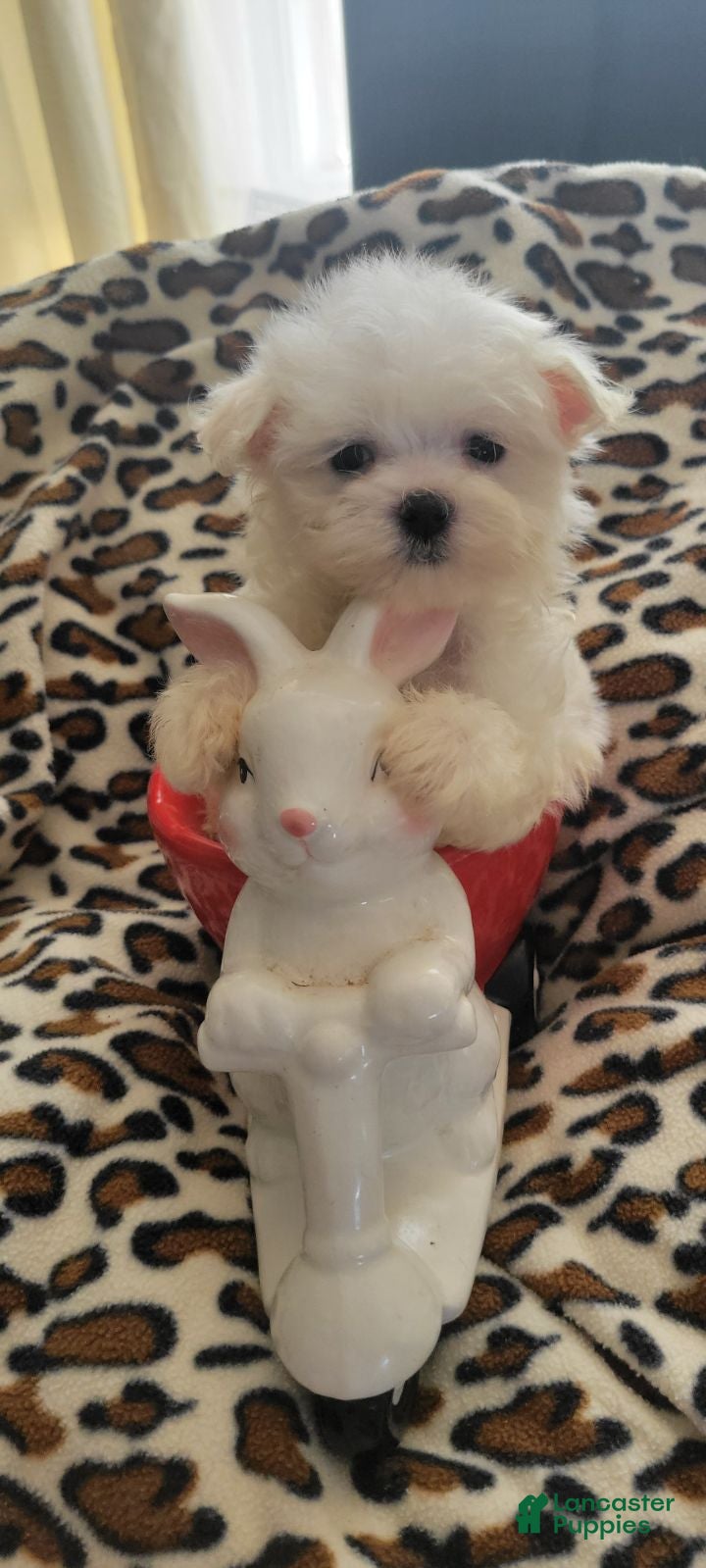 Maltese dogs for sale: Cuddles - Ad 2