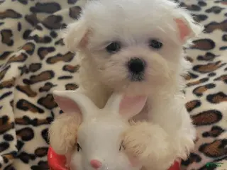 Maltese dogs Cuddles - Ad 5
