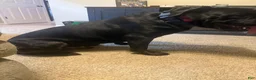 Cane Corso dogs for sale: Blue collar  - Ad 9