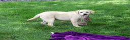 Labrador Retriever dogs for sale: Silvermist - Ad 7