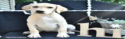 Labrador Retriever dogs for sale: Rael - Ad 2