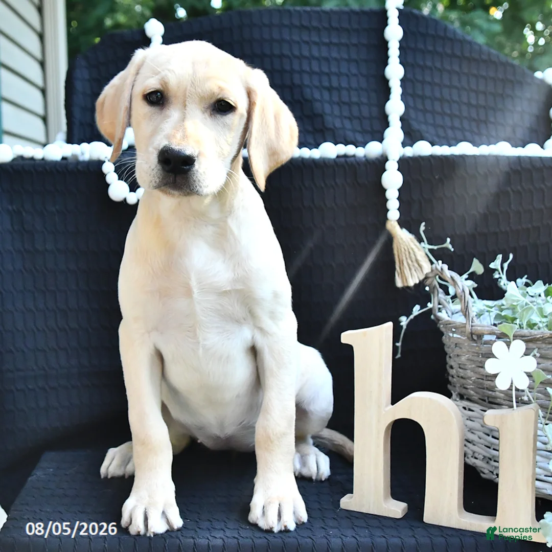Labrador Retriever dogs for sale: Rael - Ad 2