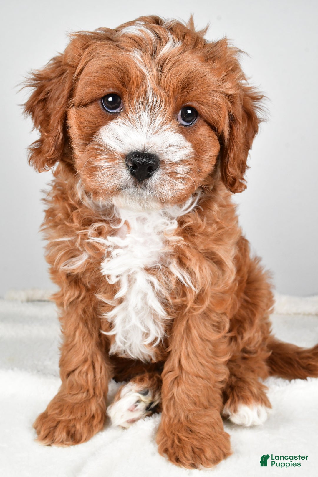 Cavapoo dogs for sale: Hazel - Ad 1