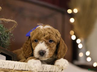 Goldendoodle dogs Ralphie - Ad 6