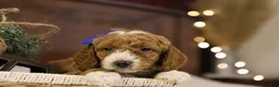 Goldendoodle dogs for sale: Ralphie - Ad 5