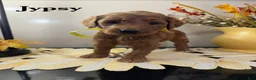 Goldendoodle dogs for sale: JYPSY - Ad 1