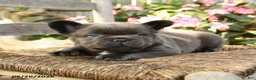French Bulldog dogs for sale: Wooly Pooly - Ad 2