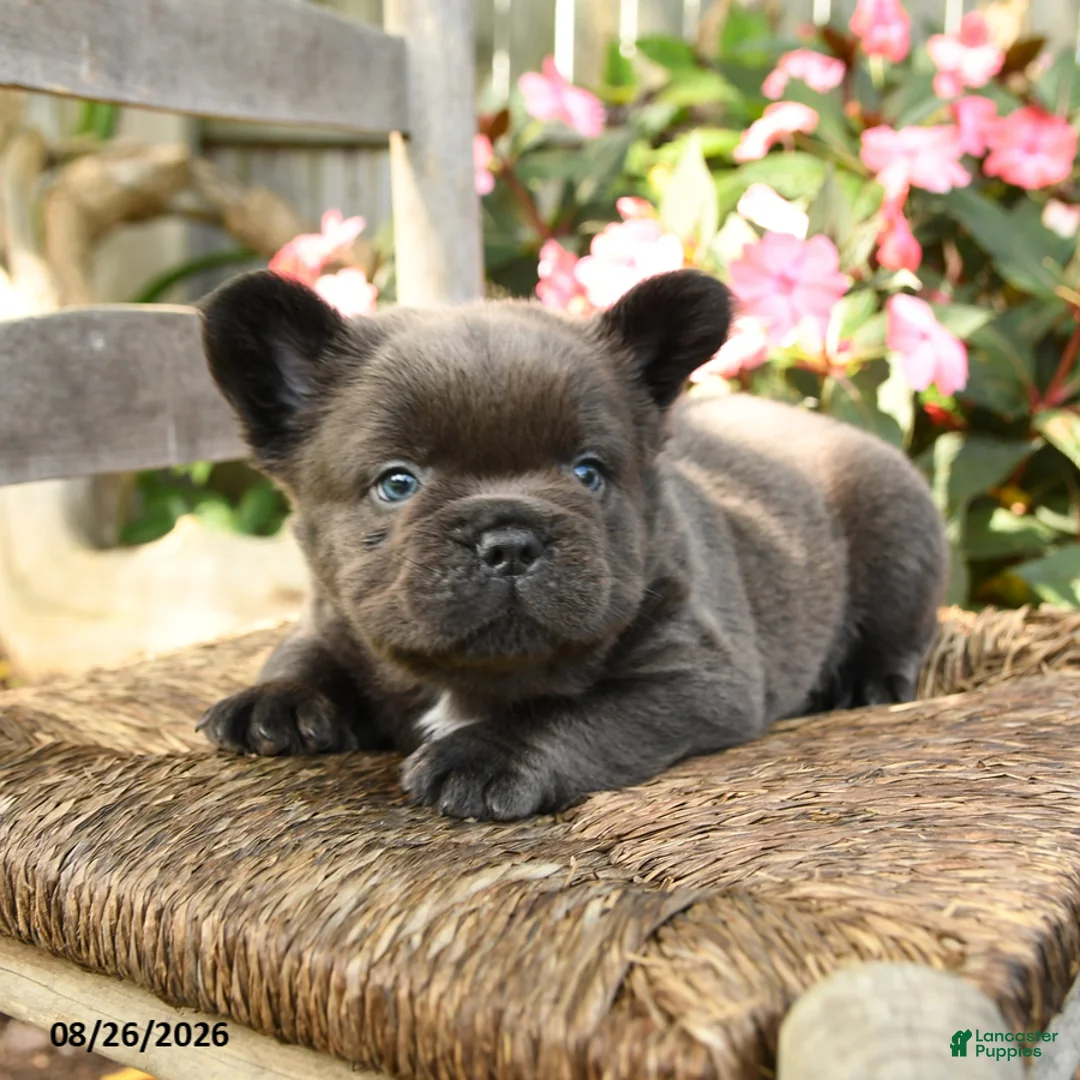 French Bulldog dogs for sale: Wooly Pooly - Ad 2