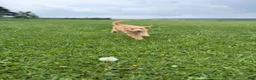 Goldendoodle dogs for sale: Murphy  - Ad 3