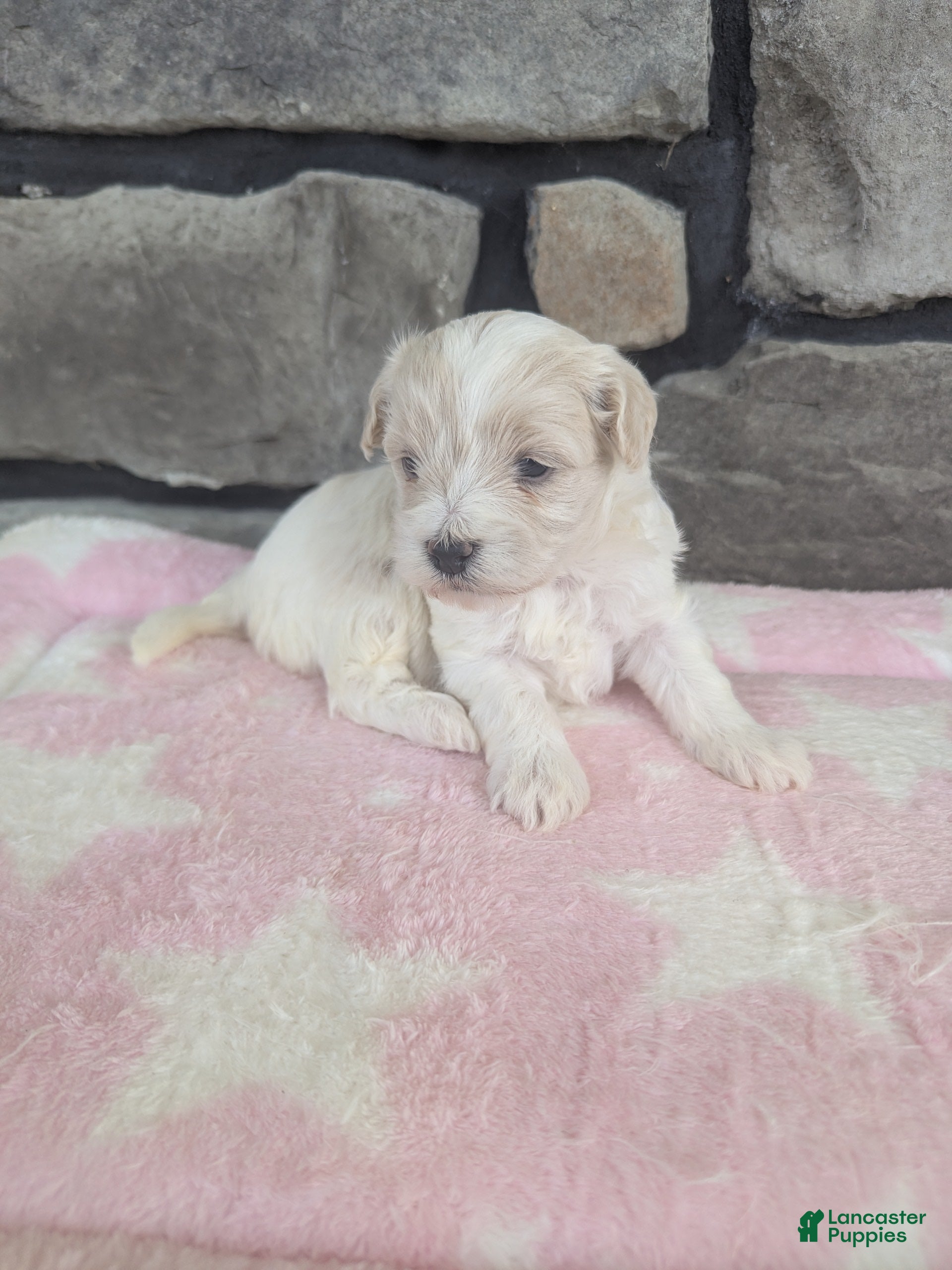 Lucy (Havanese, Female) in Dundee, OH
