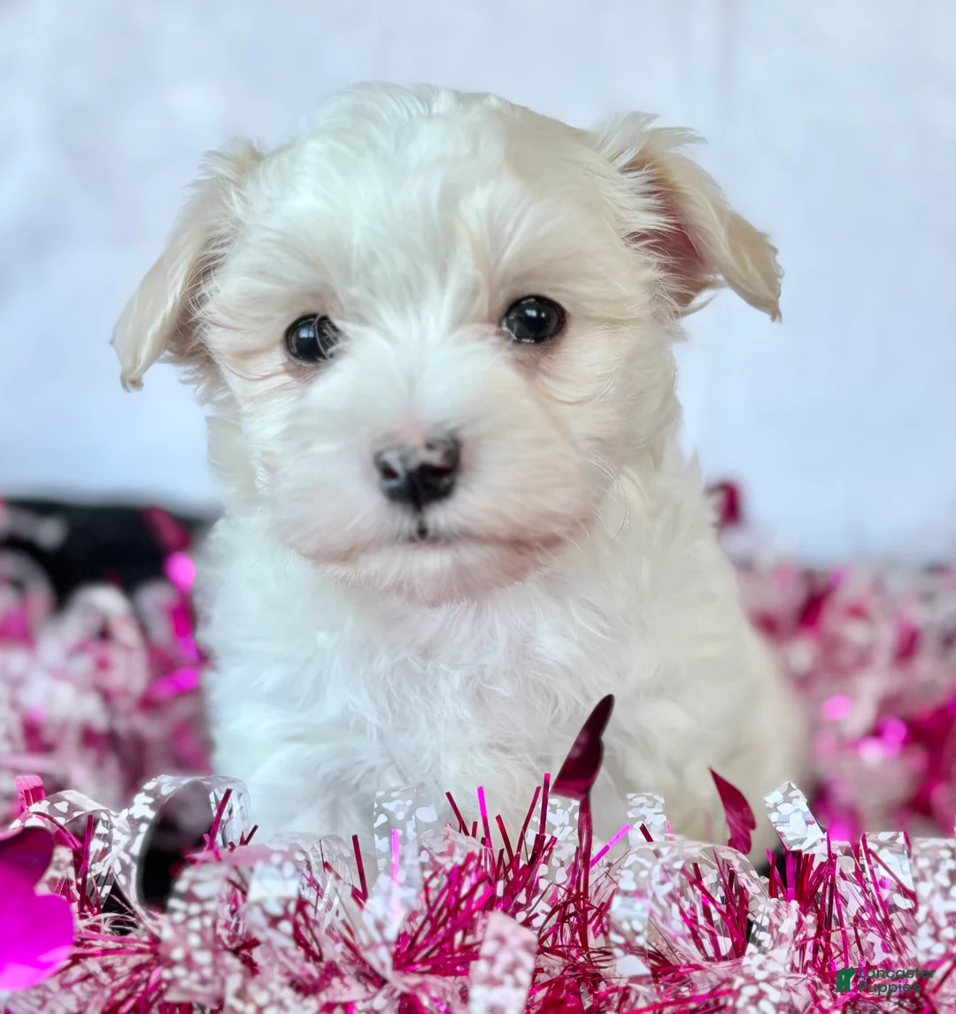Maltese dogs for sale: Cody - Ad 7