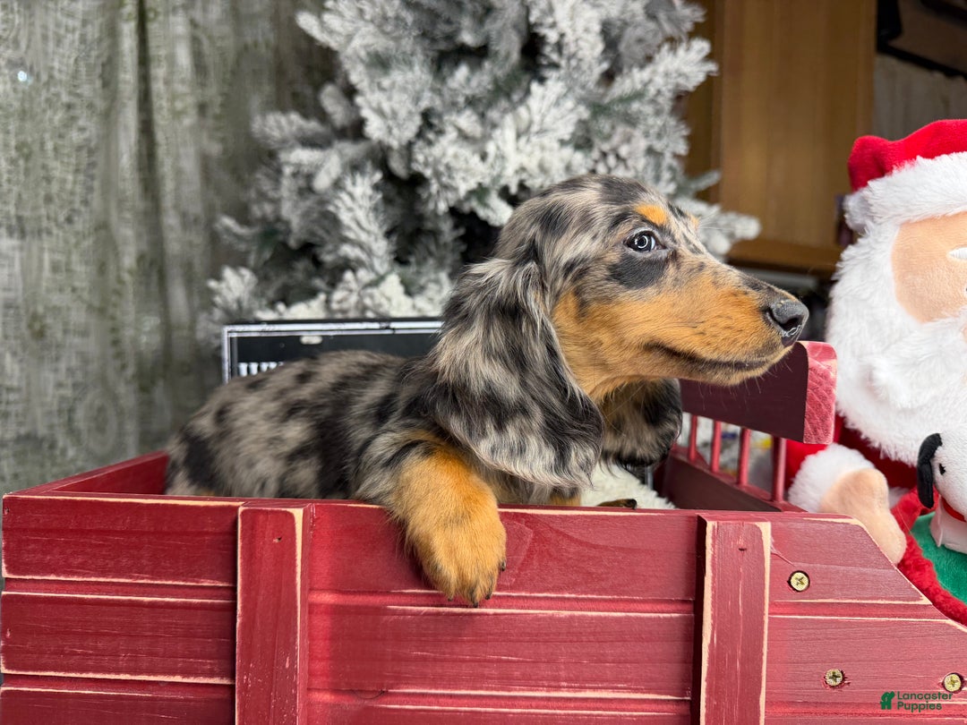 Dachshund dogs for sale: Ch Harriet LH dappleAkc - Ad 9
