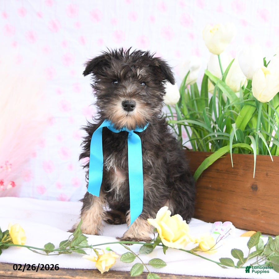 Miniature Schnauzer dogs Peanut  - Ad 1