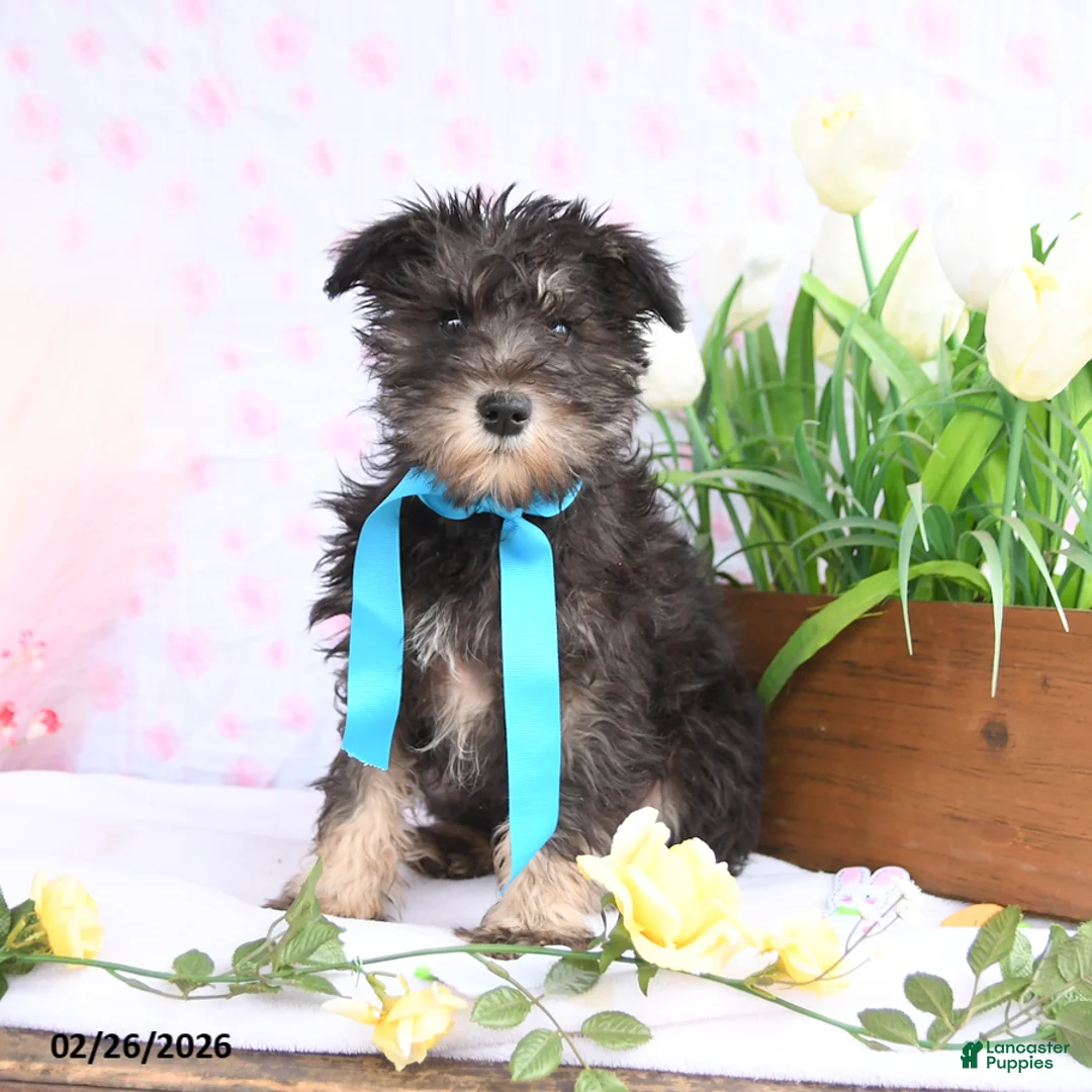 Miniature Schnauzer dogs for sale: Peanut  - Ad 1