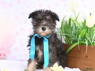 Miniature Schnauzer dogs for sale: Peanut - Ad 2