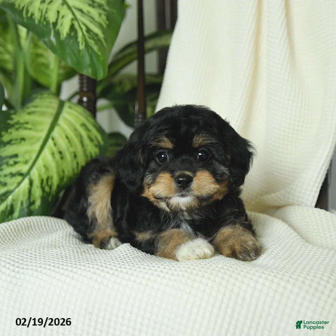 Cavapoo dogs for sale: Raven - Ad 4