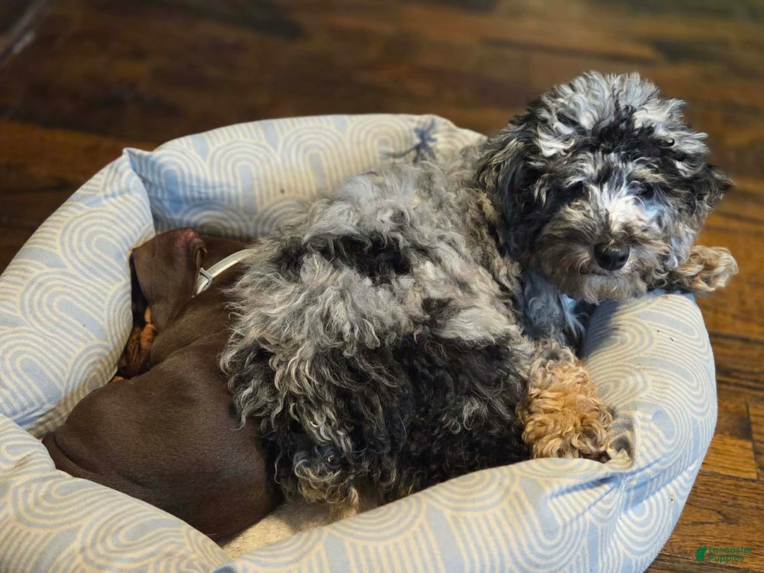 Toy Poodle dogs for sale: Toy Poodle Walter - Ad 2