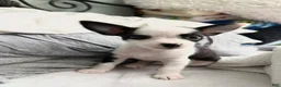 Chorkie dogs for sale: Chorkie 2 - Ad 1