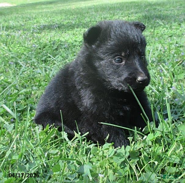 German Shepherd dogs Captain - Ad 1