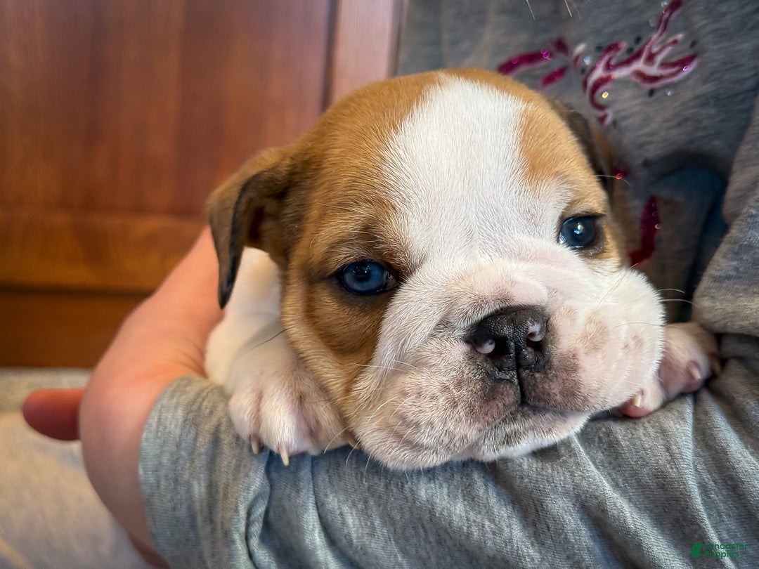 English Bulldog dogs for sale: Ralf - Ad 2