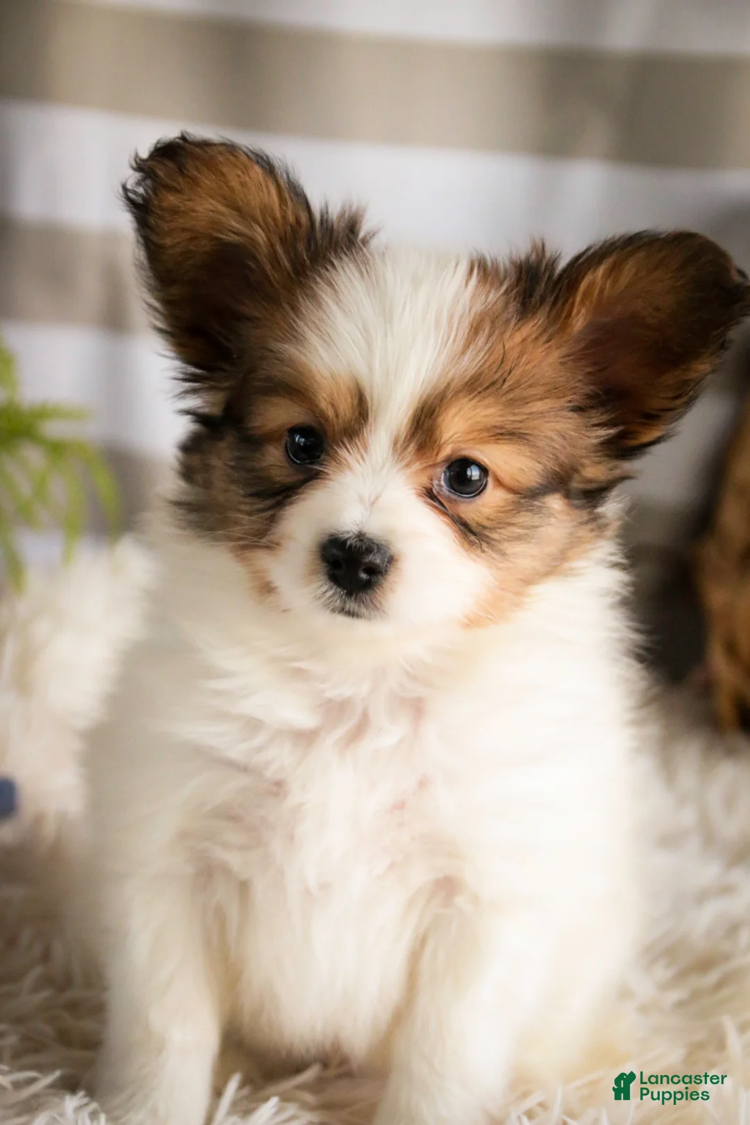 Papillon dogs for sale: Gus - Ad 6