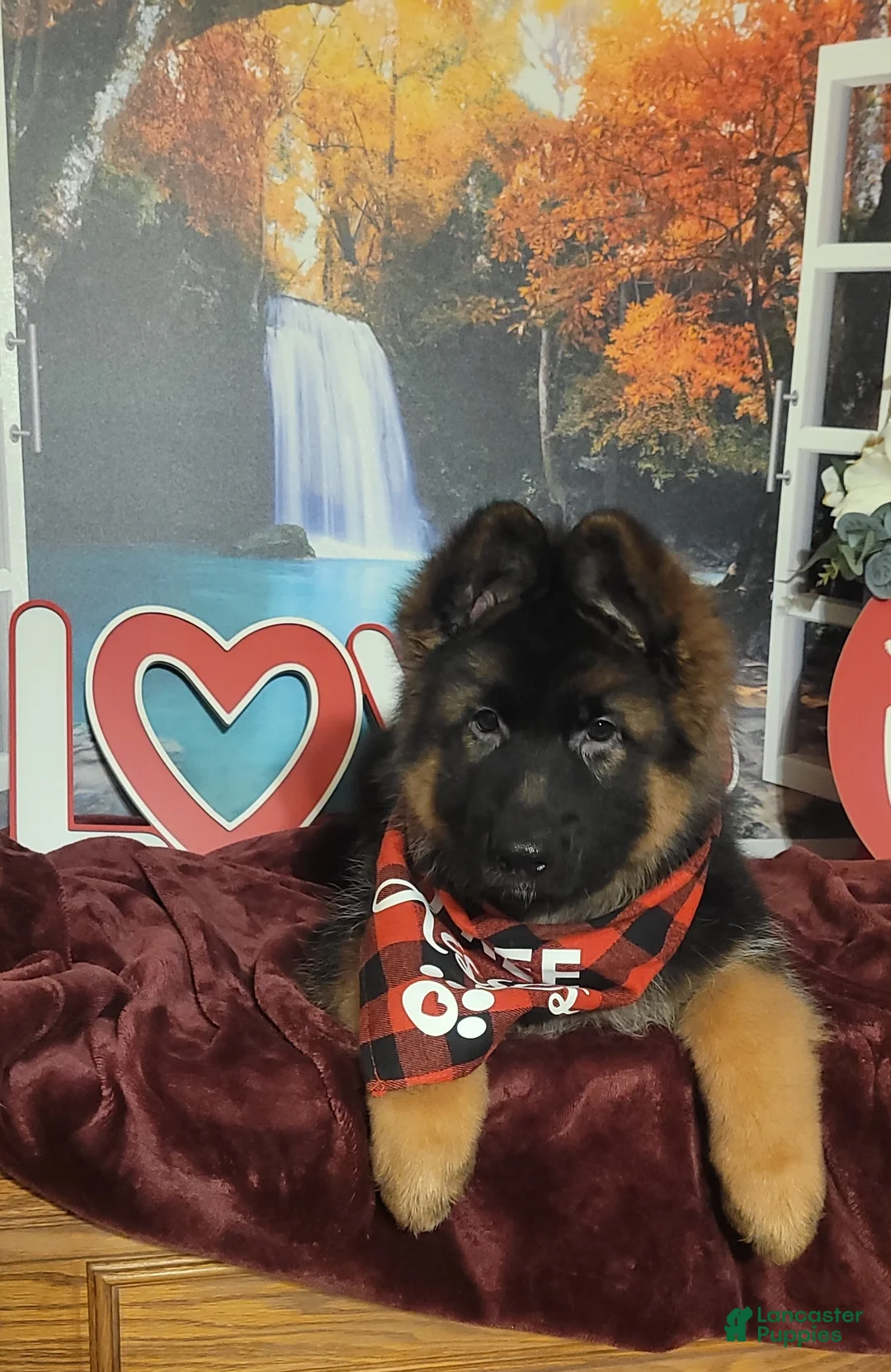 German Shepherd dogs for sale: Dasher - Ad 6