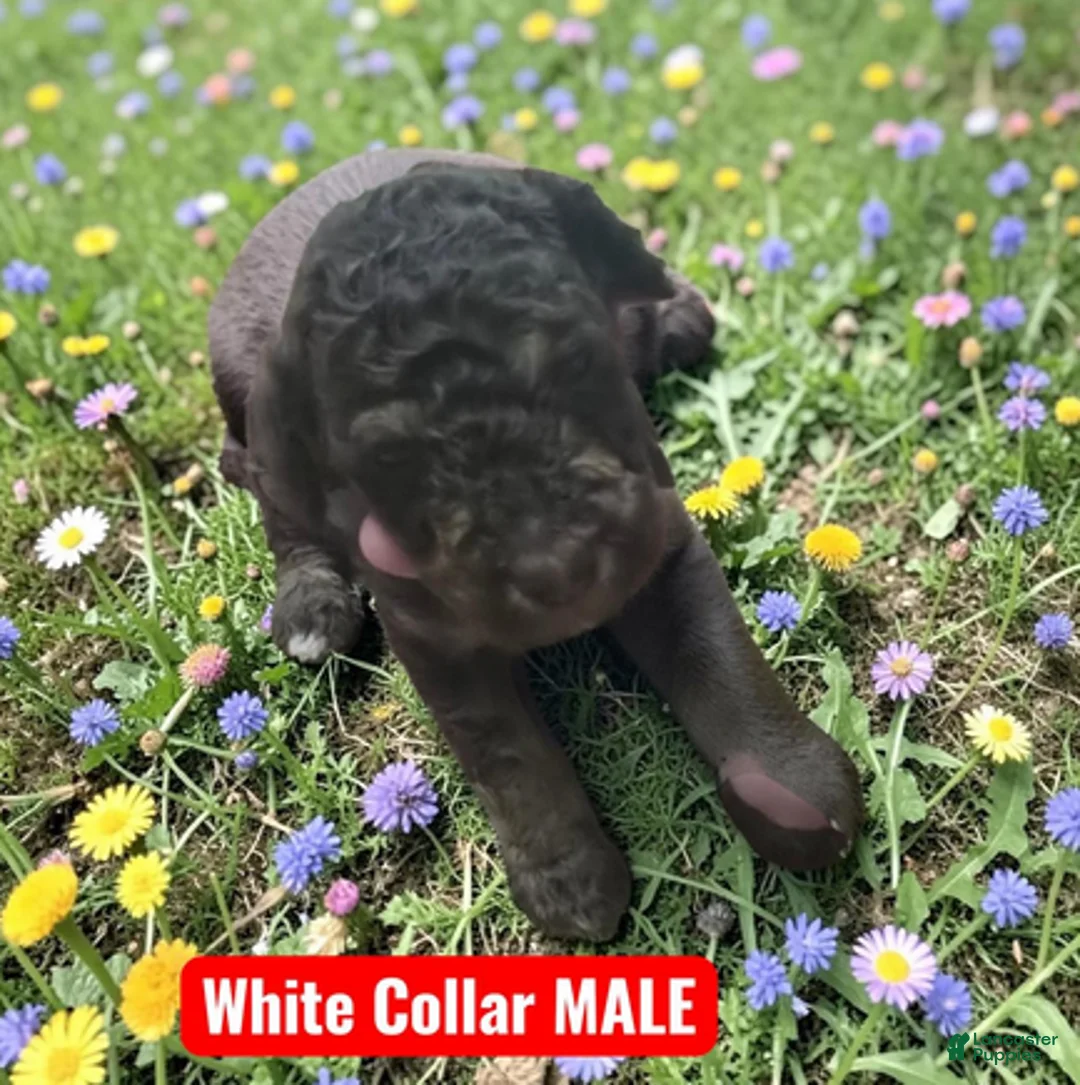 Standard Poodle dogs for sale: White Collar - Ad 2