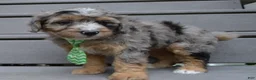 Mini Aussiedoodle dogs for sale: Mini Asher - Ad 6