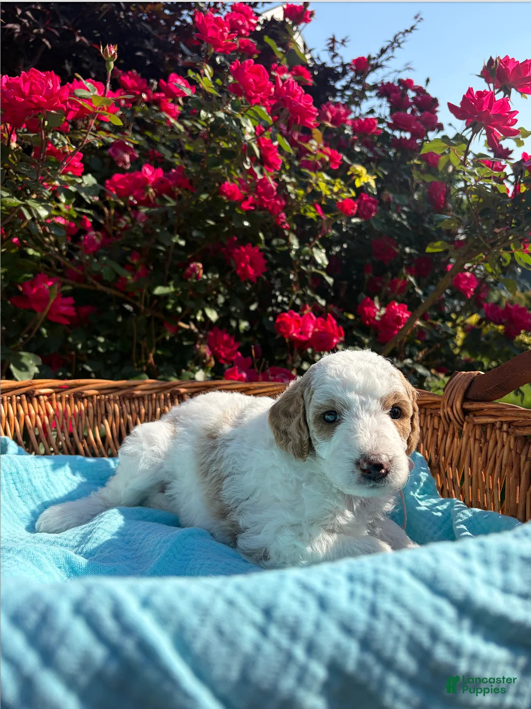 Goldendoodle dogs for sale: Goldendoodle Puppy 2 - Pink Male - Ad 2