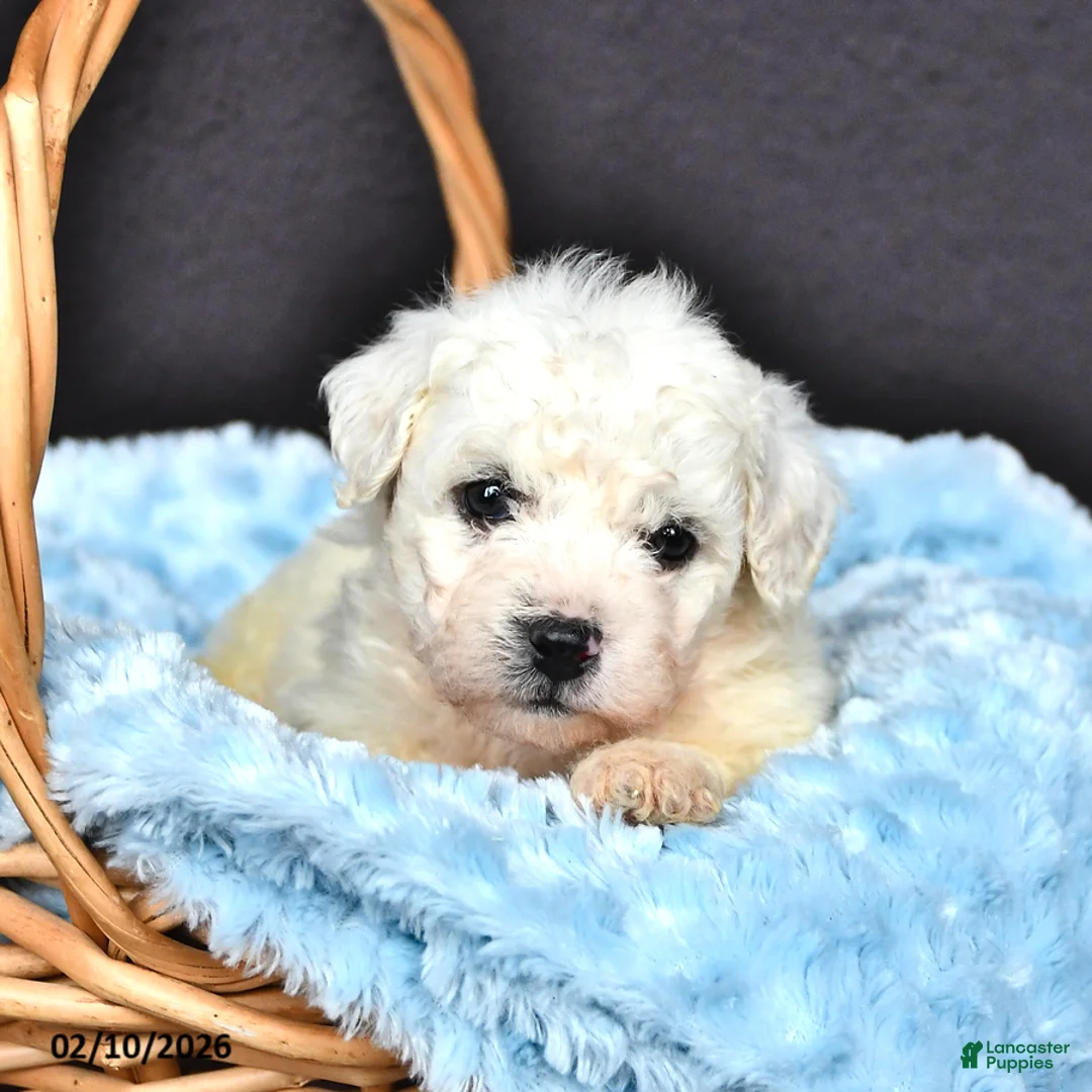 Bichon Frise dogs for sale: Lucas - Ad 2