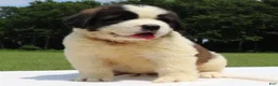 Saint Bernard dogs for sale: Maci - AKC Champion Bloodlines - Ad 4