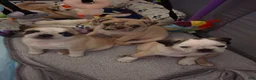 Pug dogs for sale: James - Ad 5