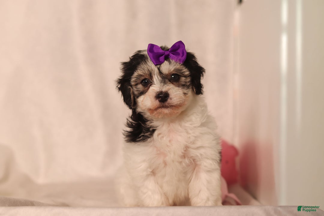 Havapoo dogs for sale: Claire - Ad 6