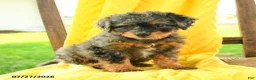 Mini Bernedoodle dogs for sale: Camila - Ad 4