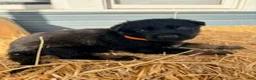 German Shepherd dogs for sale: Orange Collar  - Ad 3
