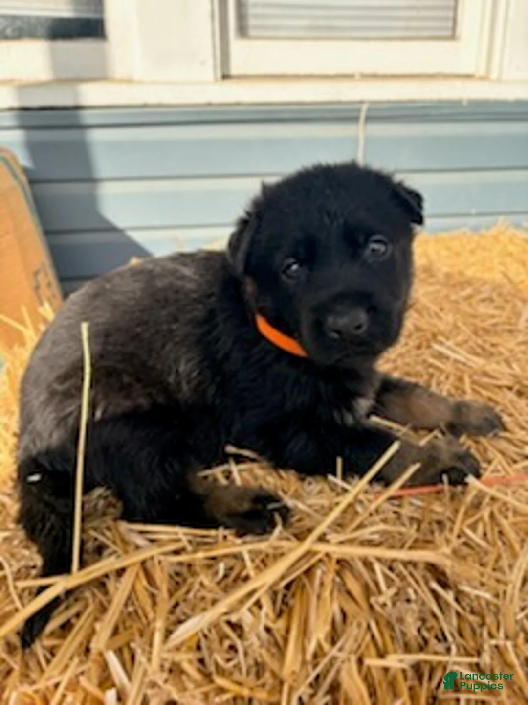German Shepherd dogs for sale: Orange Collar  - Ad 3