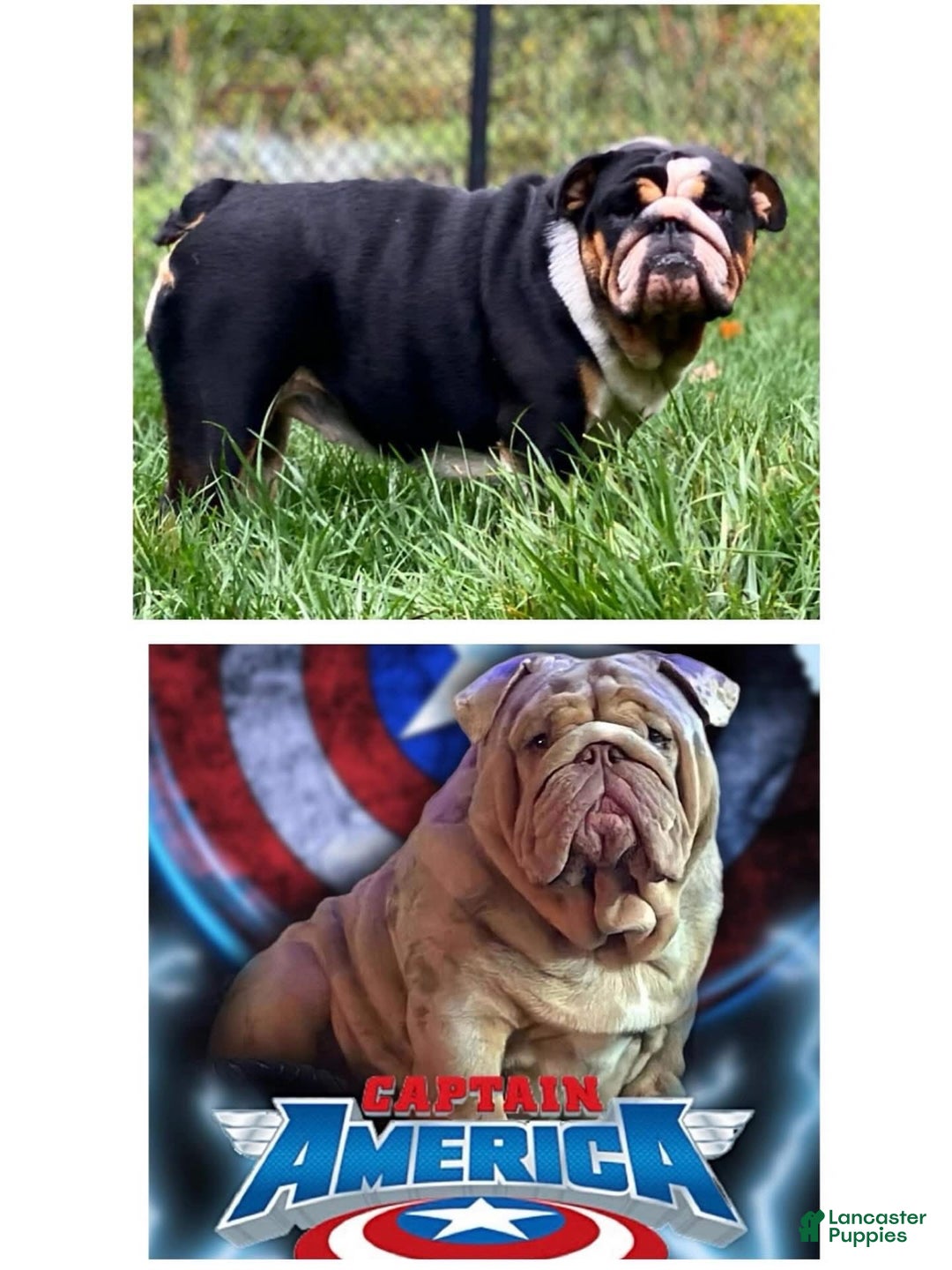 English Bulldog dogs for sale: Valentine - Ad 4