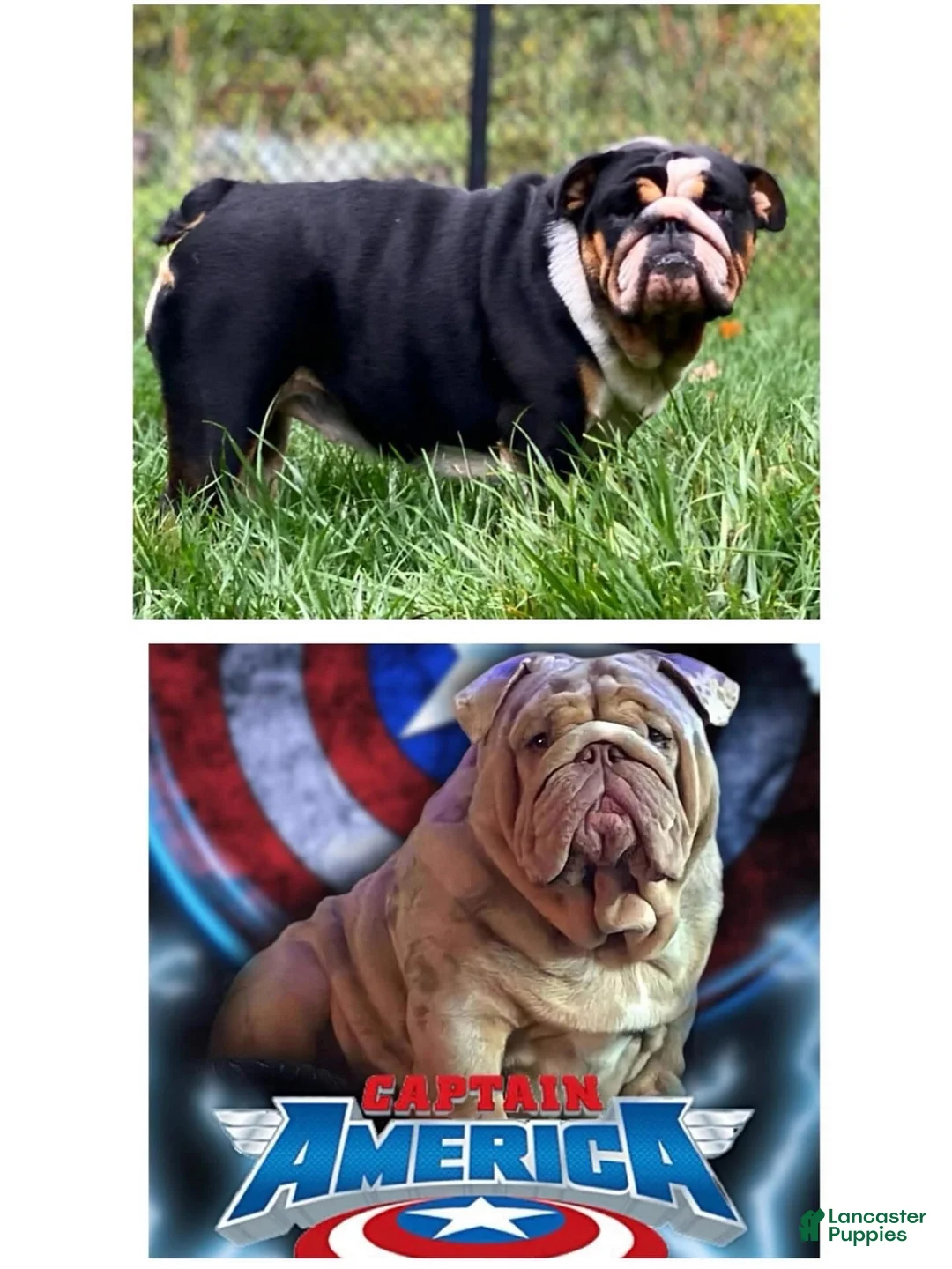 English Bulldog dogs for sale: Valentine - Ad 14