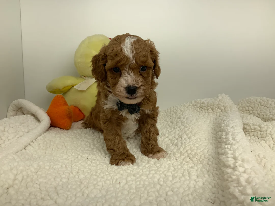 Toy Poodle dogs for sale: Jadon - Ad 1