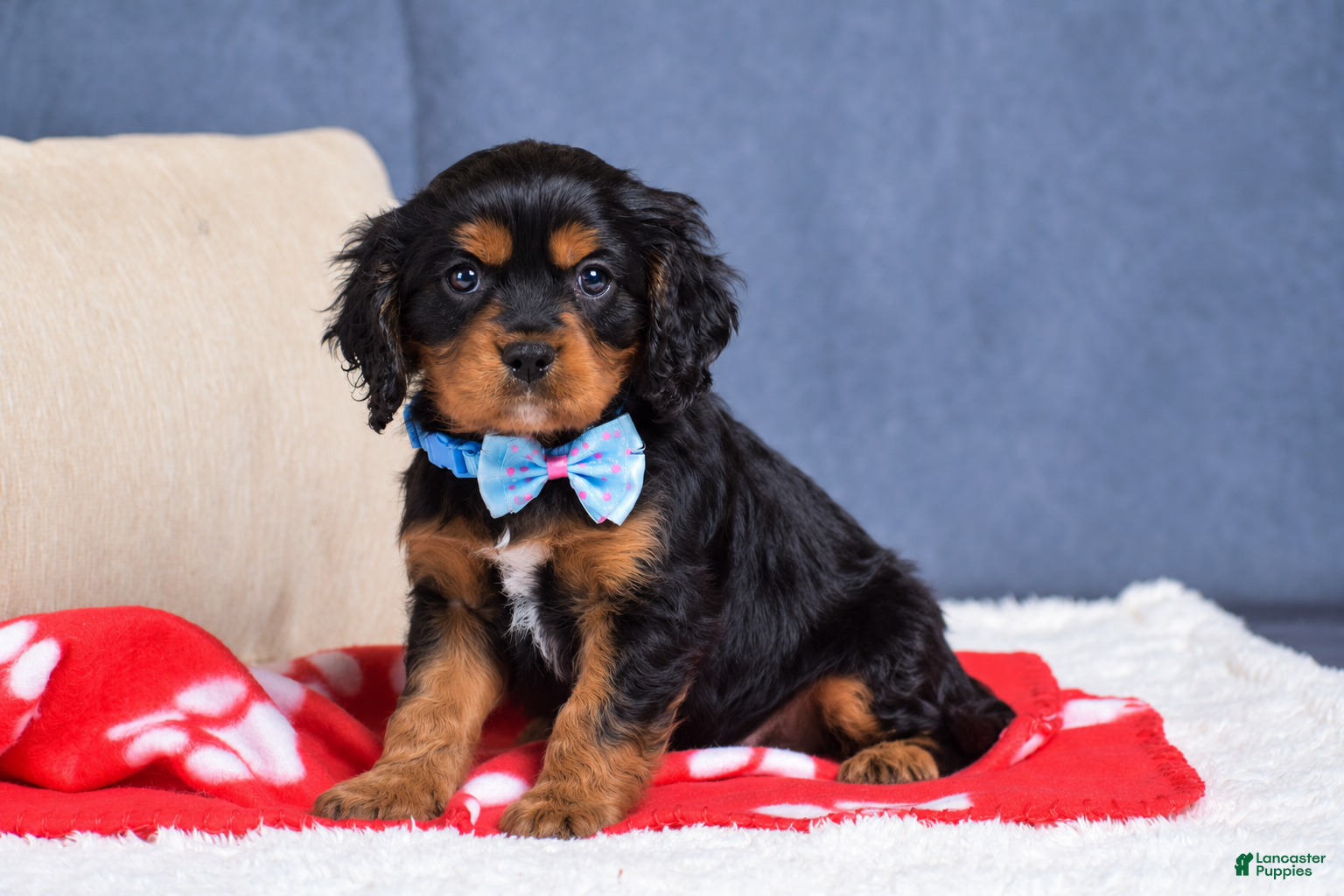 Cavapoo dogs for sale: Freddie - Ad 1