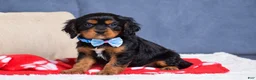 Cavapoo dogs for sale: Freddie - Ad 1