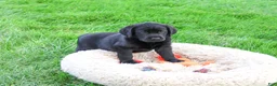 Labrador Retriever dogs for sale: Max - Ad 4
