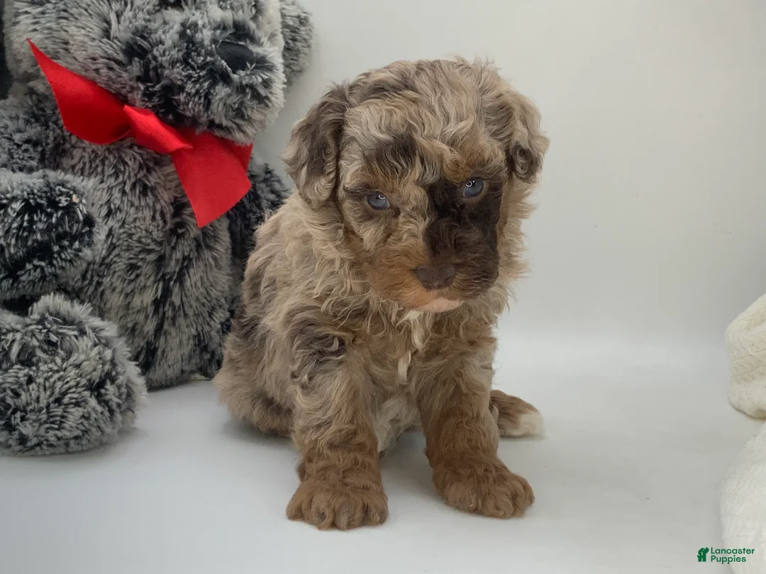 Miniature Poodle dogs for sale: oreo - Ad 1